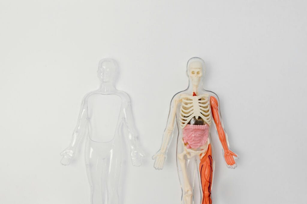 Anatomical human model showcasing internal organs and muscles on a plain background.